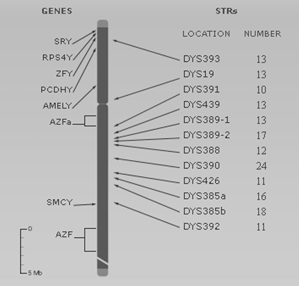 DNA DYS Gene strings